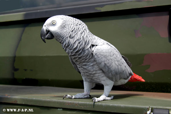 Polly the 322.Sqd  Bird  Leeuwarden  22-06-2004