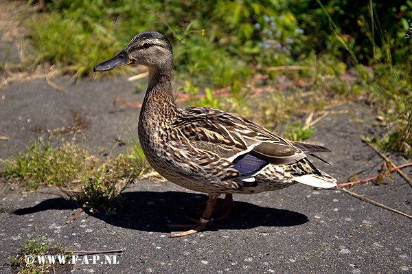 The  West Fort  duck  Swinoujscie